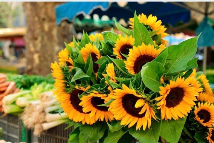 Gite Des Tournesols Oradour-Fanais Exterior foto